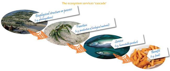 1 2 1 EcosystemServicesCascade