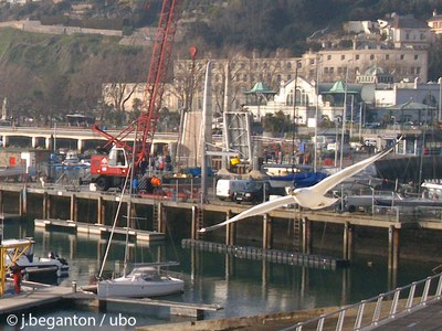 Activite Port   JBeganton   ubo   Torquay mouette