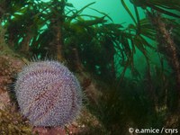Faune   EAmice   cnrs   Oursin   Laminaire