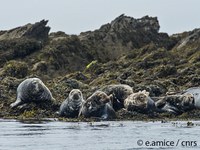 Faune   EAmice   cnrs   Phoque   2