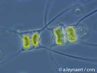 Flore   ALeynaert  cnrs   Plancton