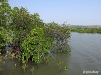 Paysage   Pixabay   Mangrove   2