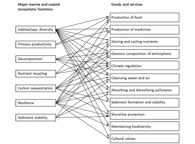 3 1 2  Ecological functions and ecosystem services