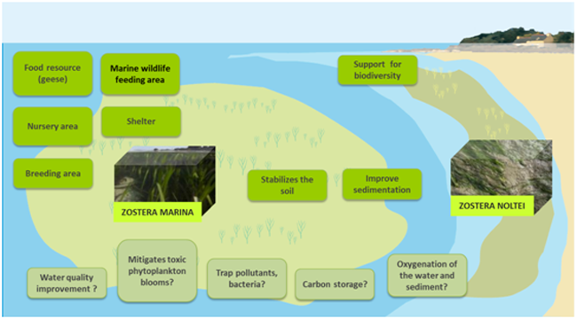 3 3 1   Seagrass beds functions and services Morbihan