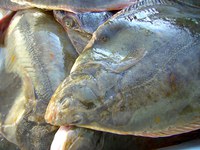 5 1 2 Pixabay fish 108688 1280